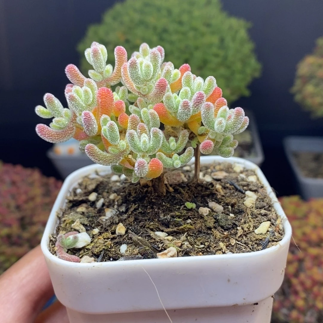 无花朵3号优选冰晶（直杆）