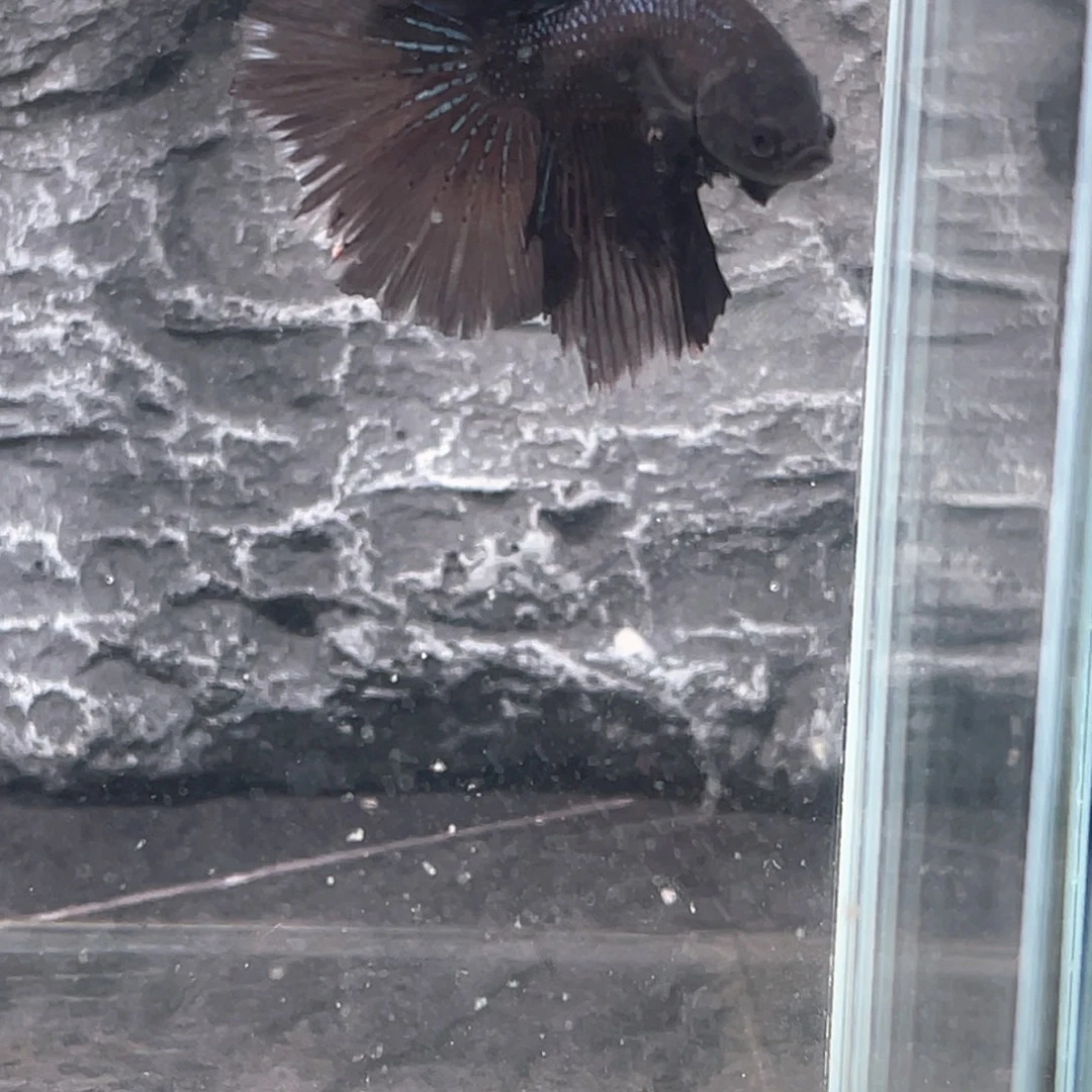 斗鱼纯黑半月公鱼