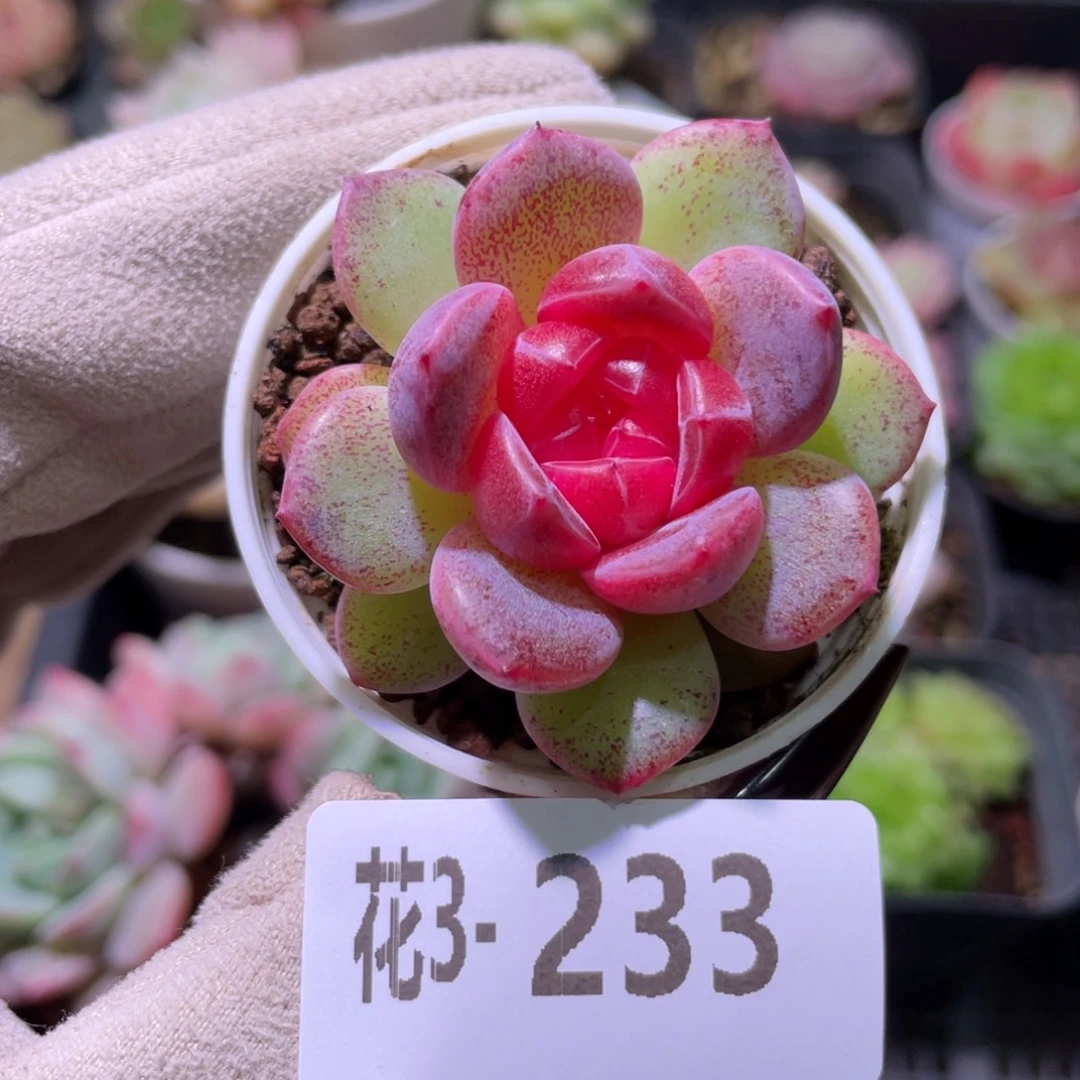 花利美3-233绯瞳单头