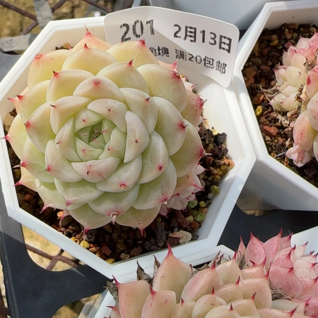 花语逸境0213-201