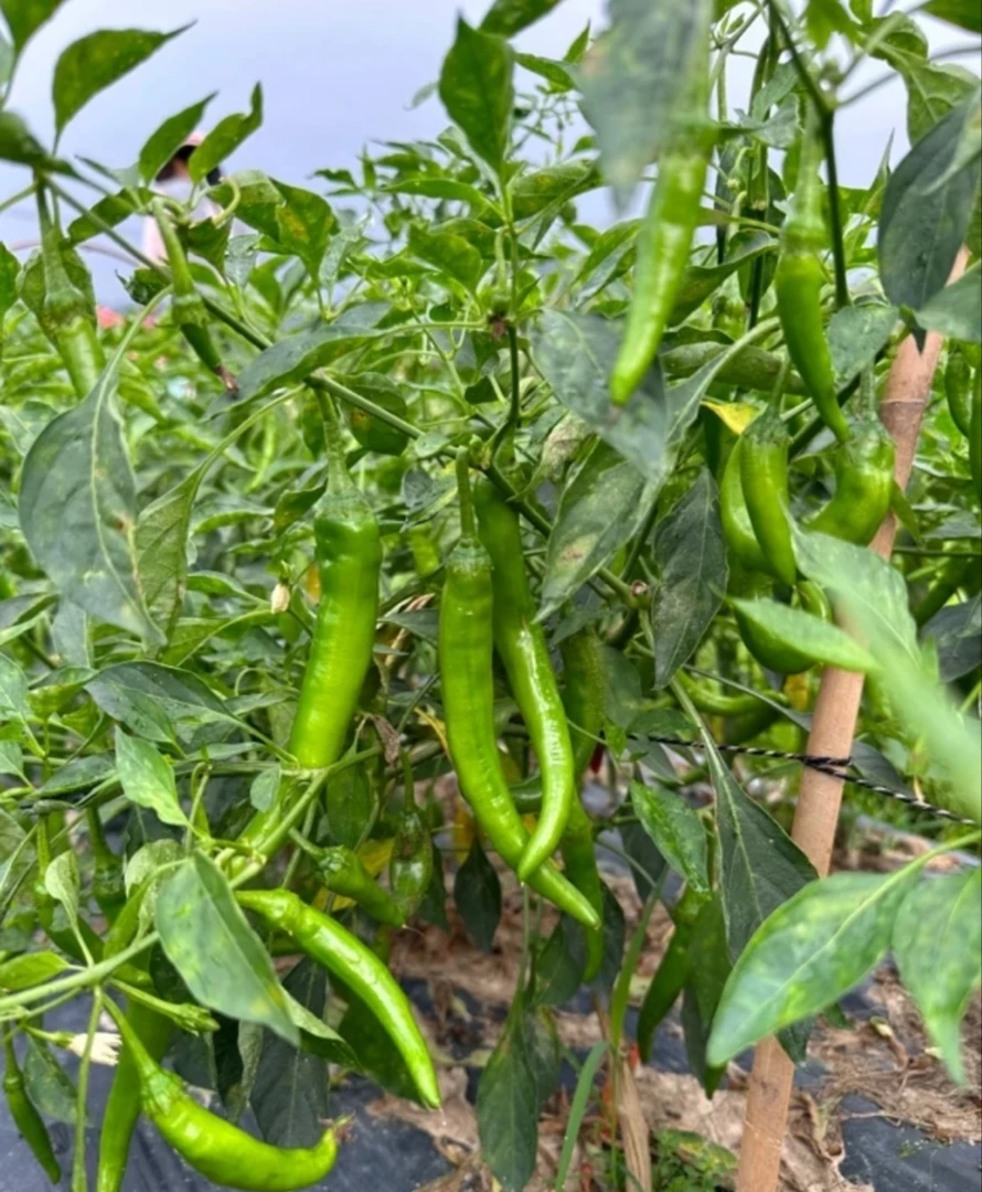 《特辣》露天辣椒小米辣泡椒小米辣小米椒新鲜干辣椒樟树港辣椒包邮