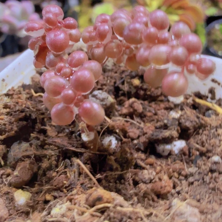 韩版露镜王炸一颗