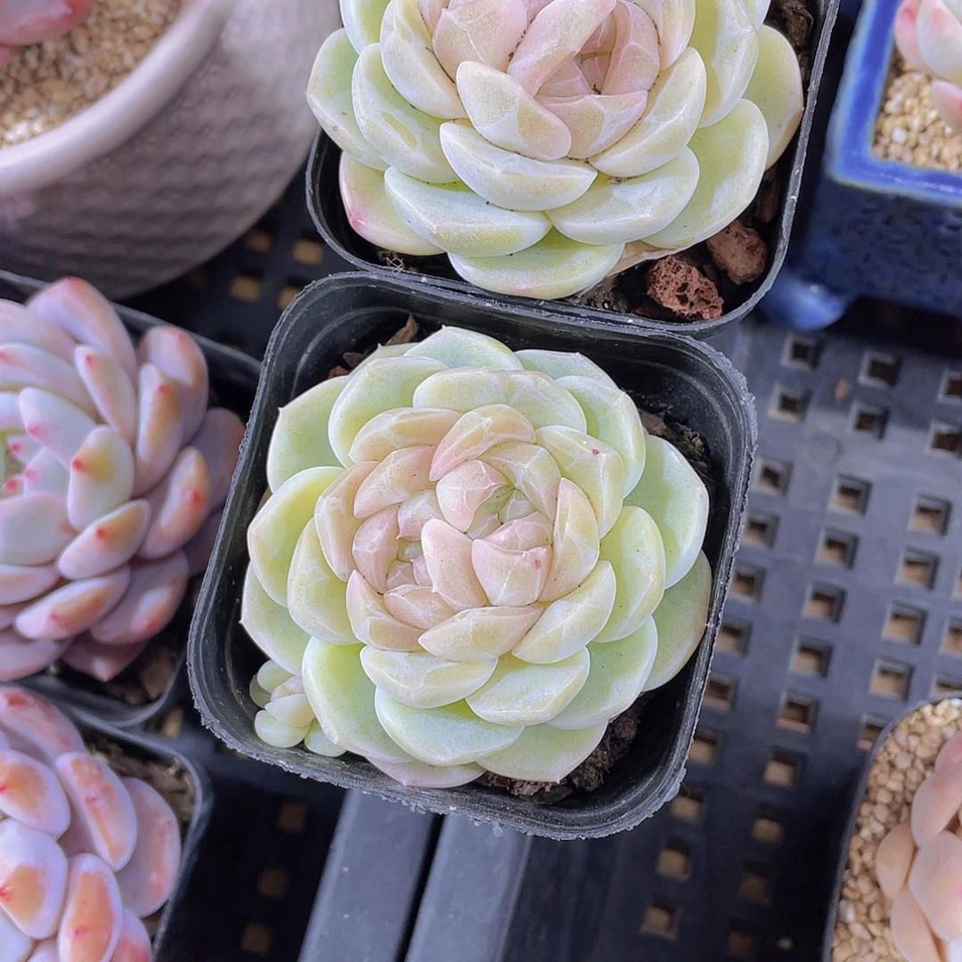 1195号 雪团子糖心一颗