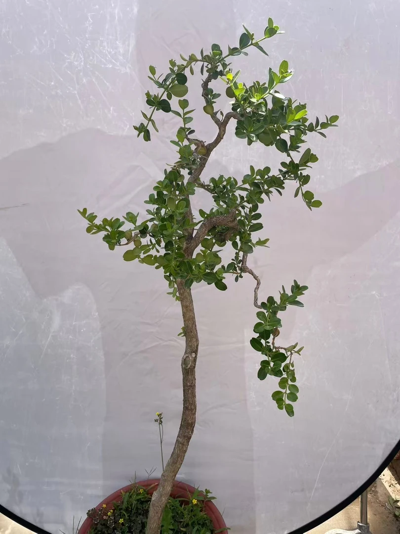 黄杨盆景老桩盆栽别墅室内庭院绿植高端造景造型高级名贵真树