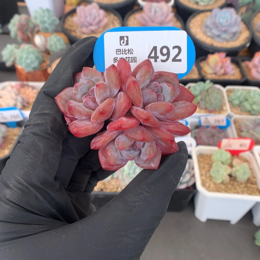 492 粉星影多肉多肉