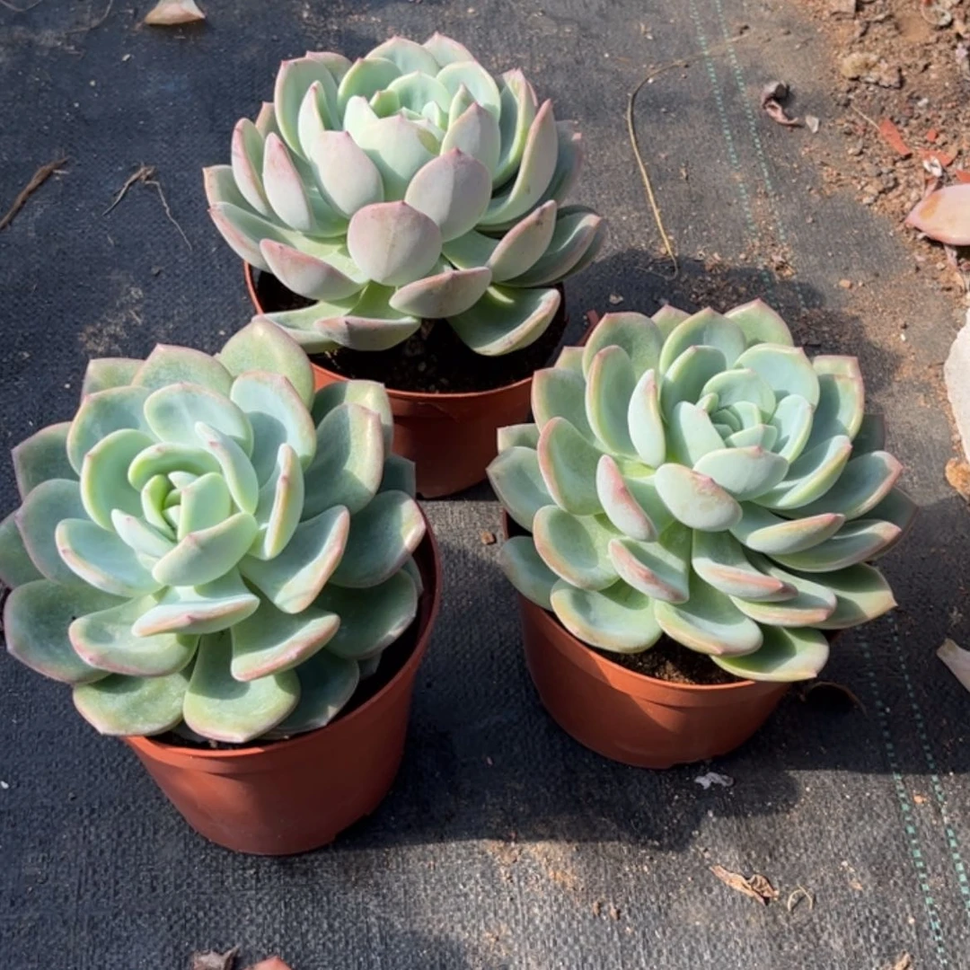 【闪购商品】无花朵