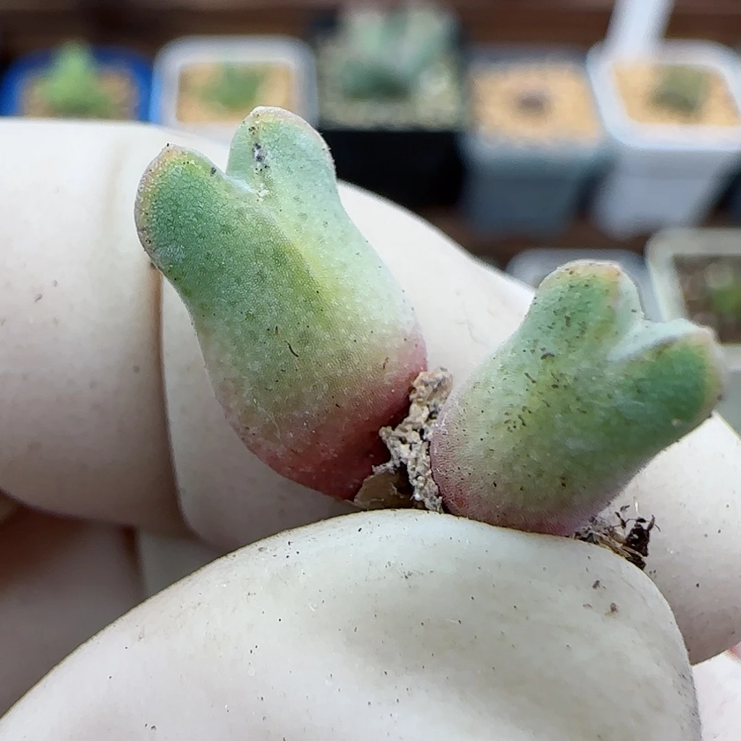 107园艺优选猪蹄