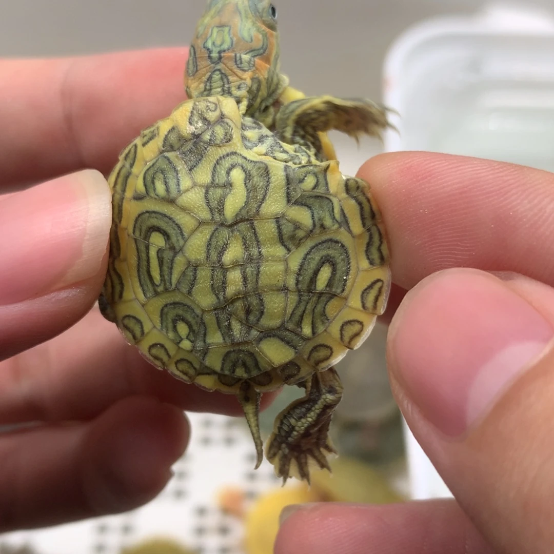 不分公母巴西彩龟