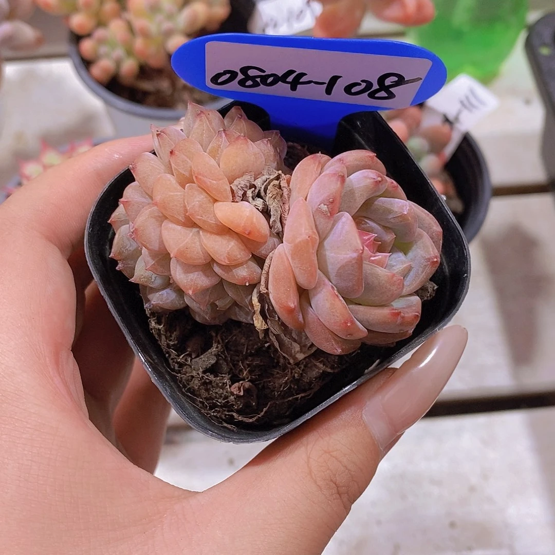 0804-108-糖心缀福利一颗默认散一物一拍