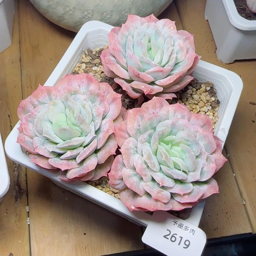 泡泡纱裙，2619多肉植物