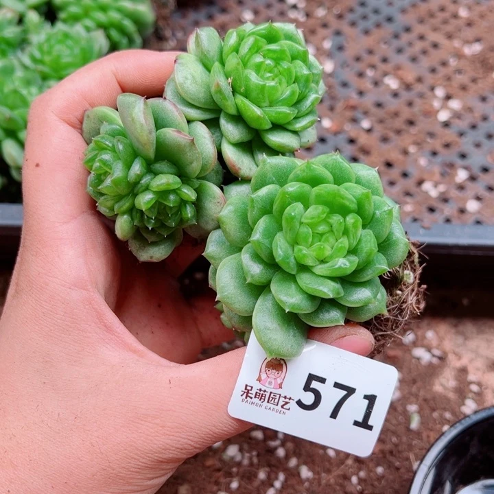 多肉植物多肉植物