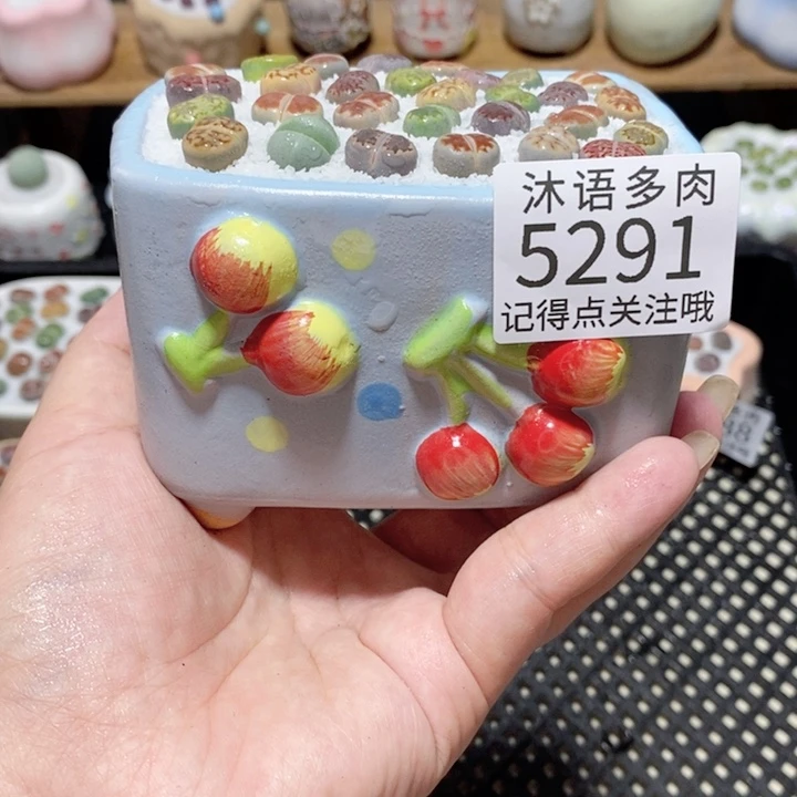 带盆土植物 一物一拍5291