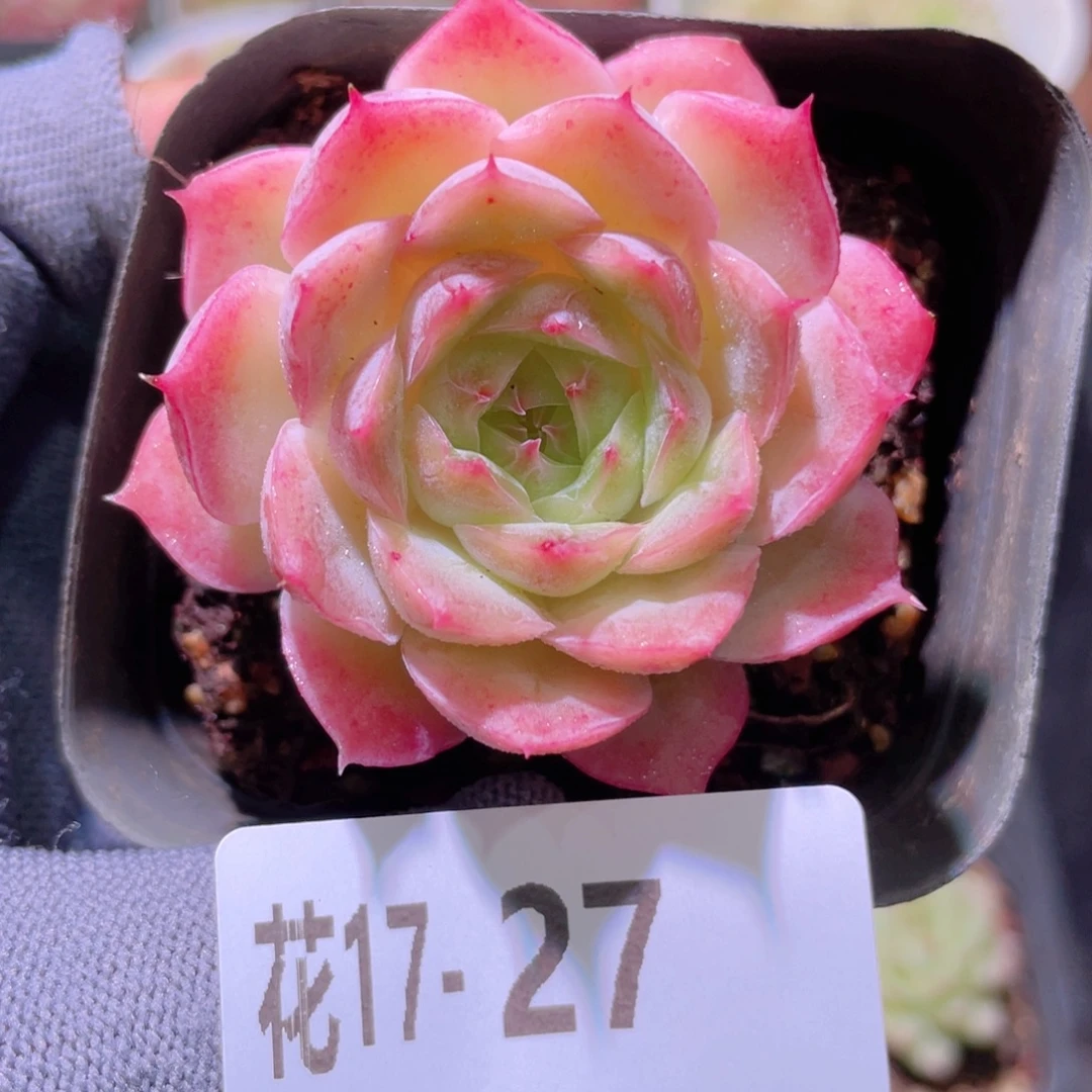花利美17-27云梦仙子