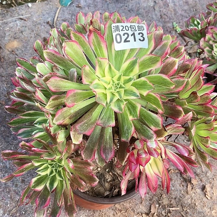 0213 一颗天河法师