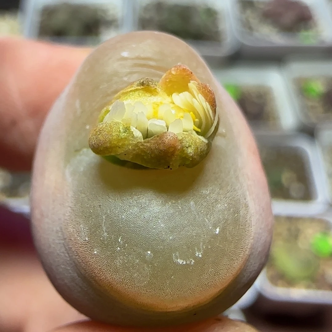 2.1漂亮多肉植物431