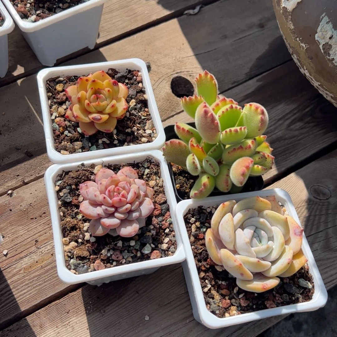 四颗一组福利包邮