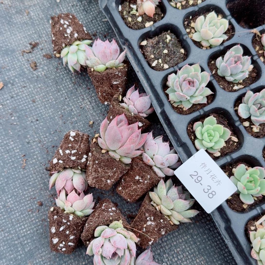 静夜溜溜球杂交一颗量拍29-38