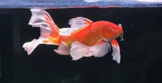 3-5cm精品红苗，五条