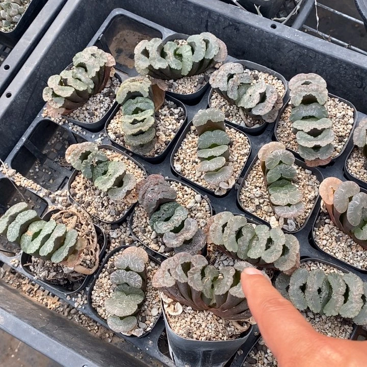 实生玉扇一颗。   7.8年份的。  随机发货。 福利。