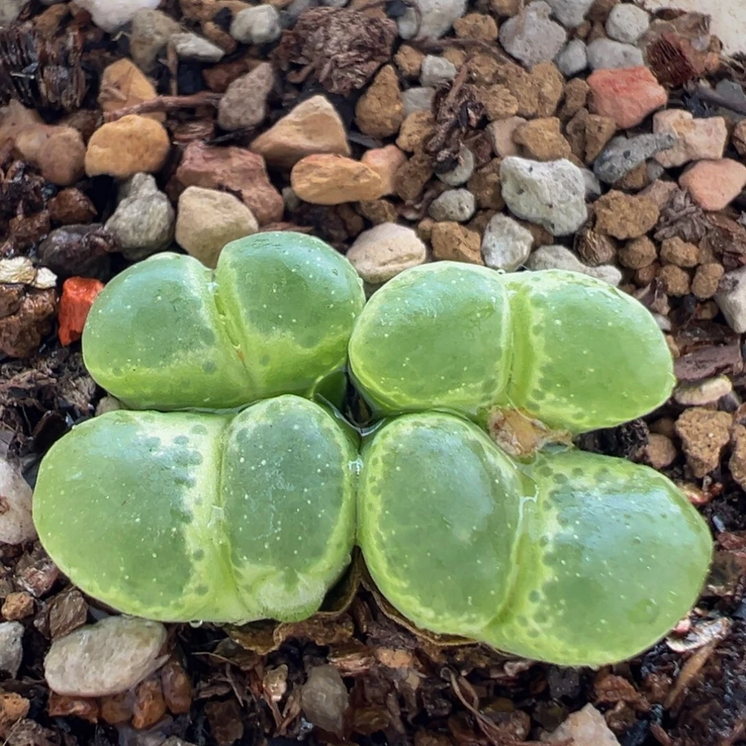 167多肉植物百科植物