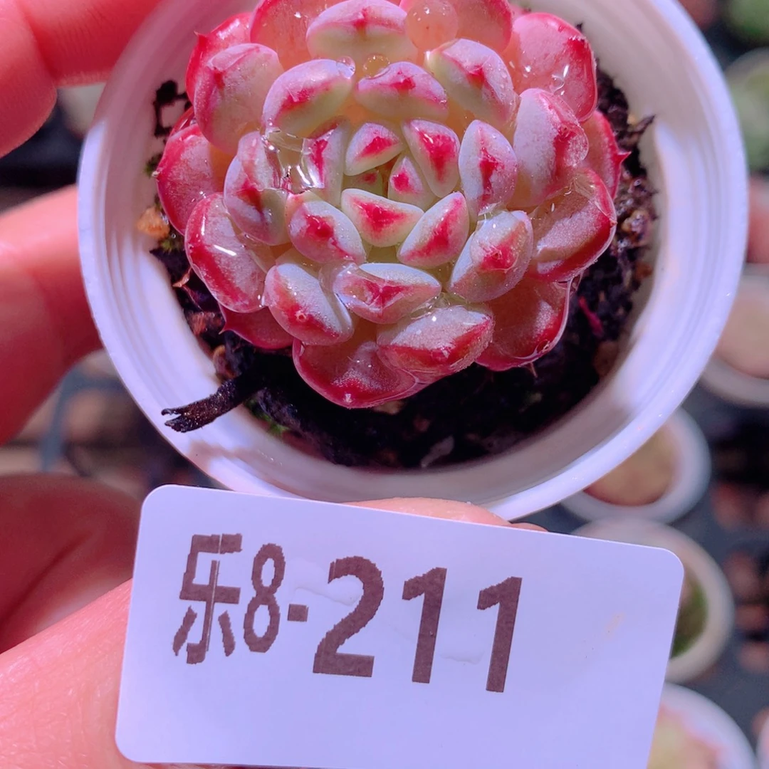 乐然8-211 哈尼单头