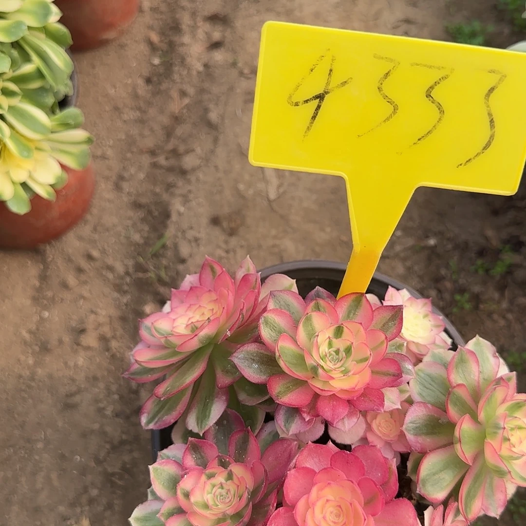 4333+--倾城多头多肉植物