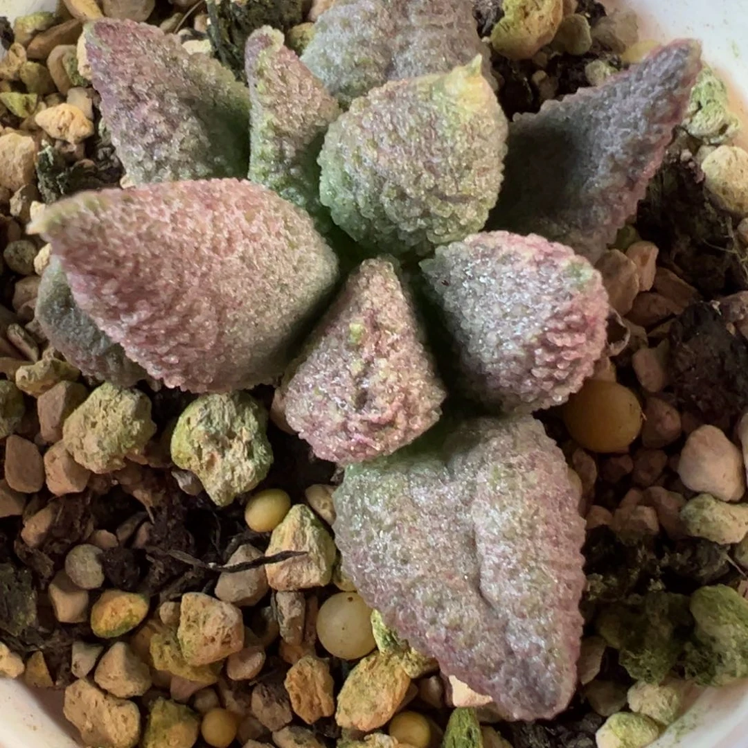 实生新品多肉植物水泡