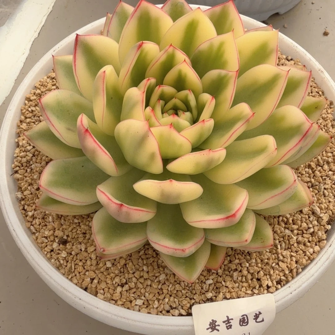 阿诗娜 安吉园艺锦