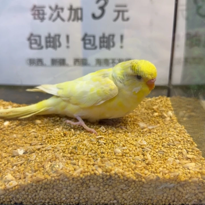 虎皮鹦鹉大头虎皮鹦鹉
