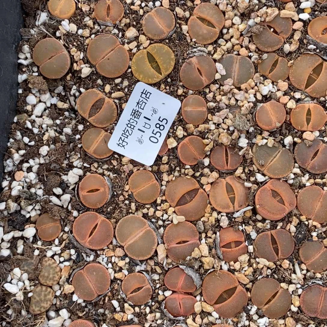 少*游0585。零下拍保温