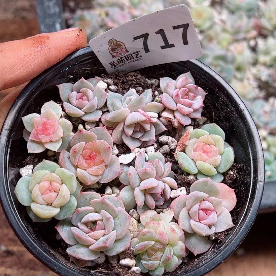多肉植物多肉植物