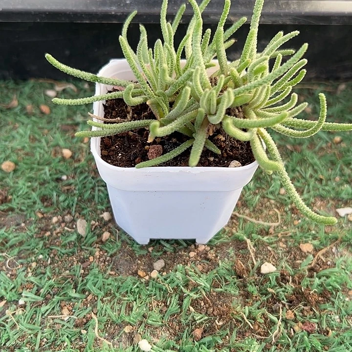 天赐小苗，带盆发，一物一拍