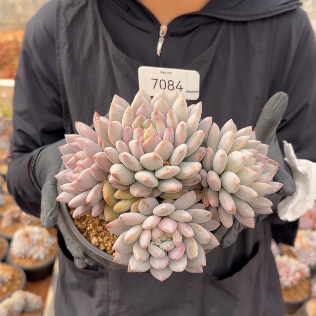 7084。      半夏多肉