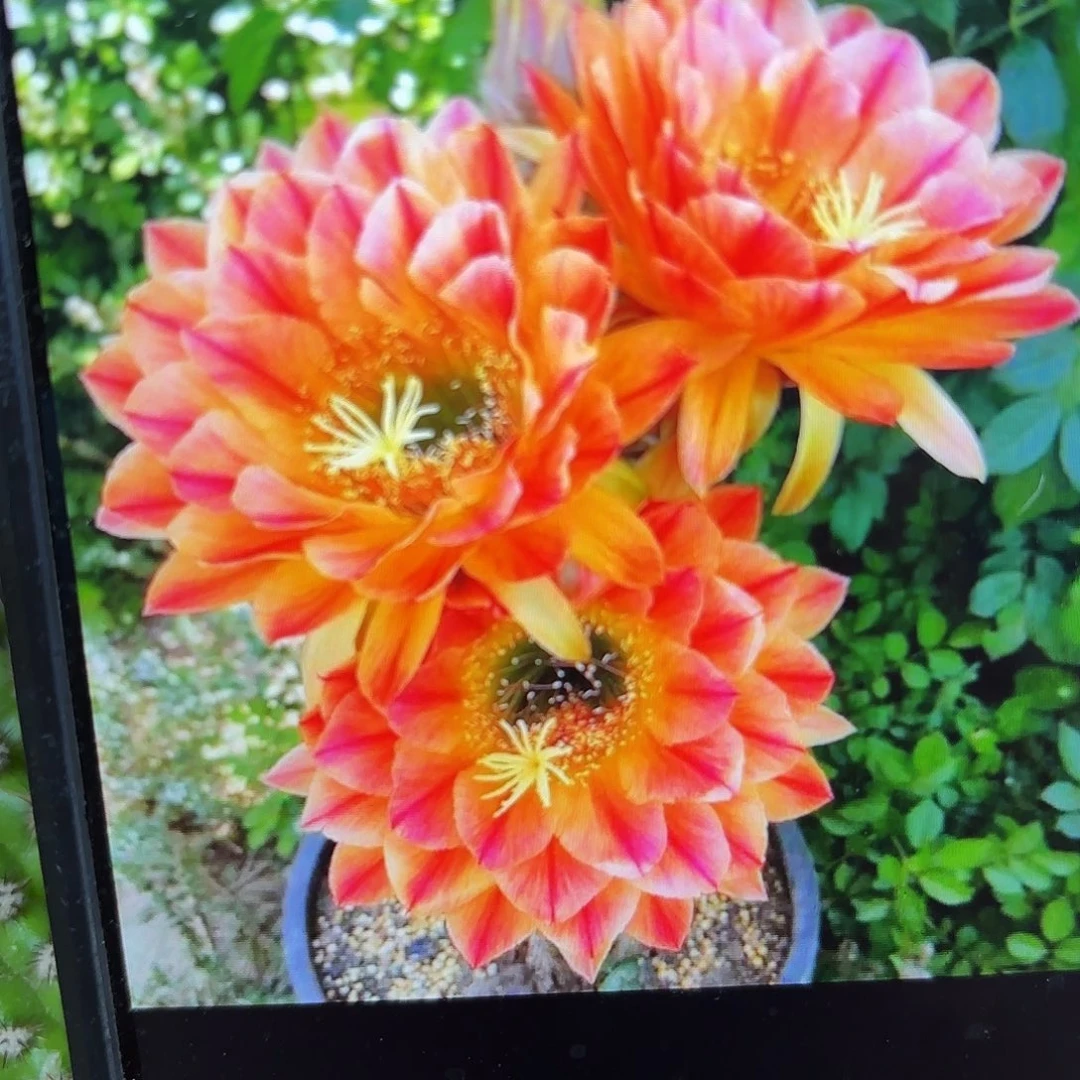 火焰魔术毛侧牙20包邮仙人球35