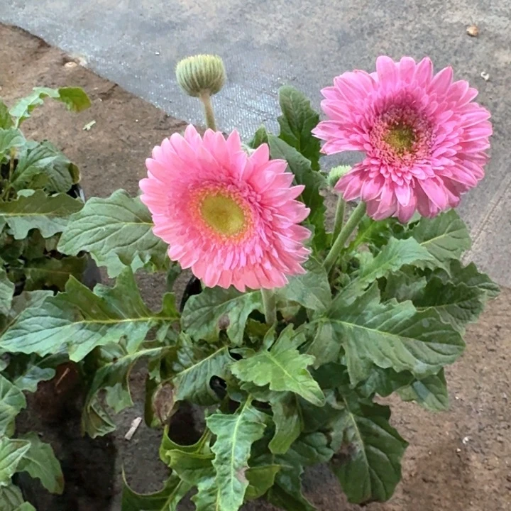 原盆原土一加仑非洲菊冰玉