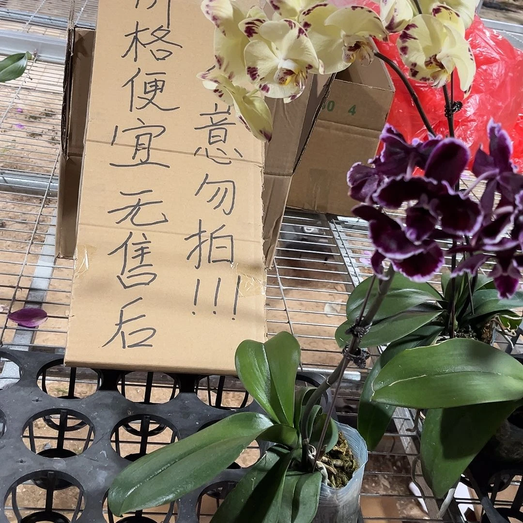十***墩完全开放蝴蝶兰2个 不售后