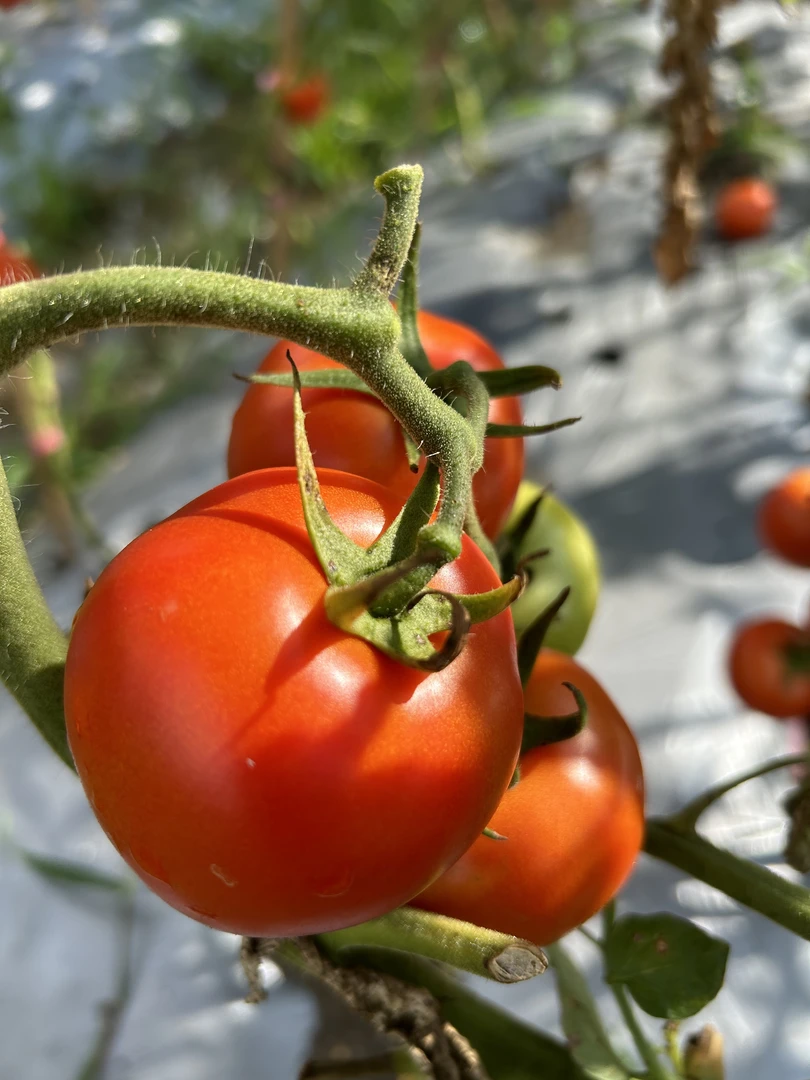 (顺丰包邮)广西罗城农户自种西红柿自然成熟现采现吃