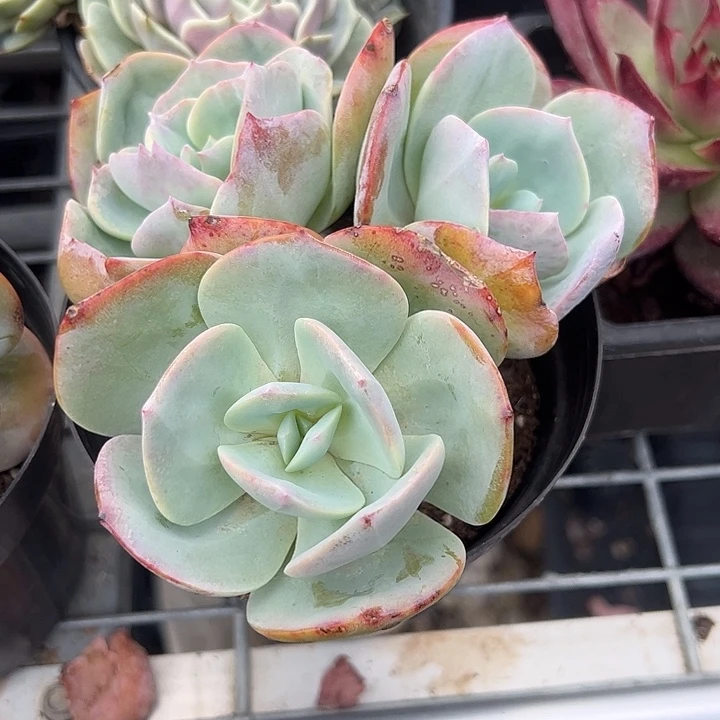 血凤群生多肉植物精品