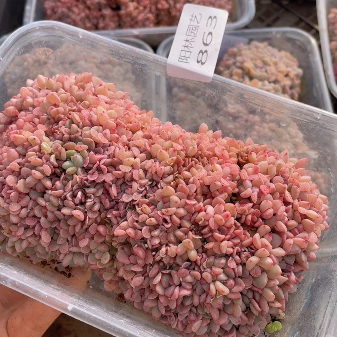 杰*?多肉植物多肉植物863