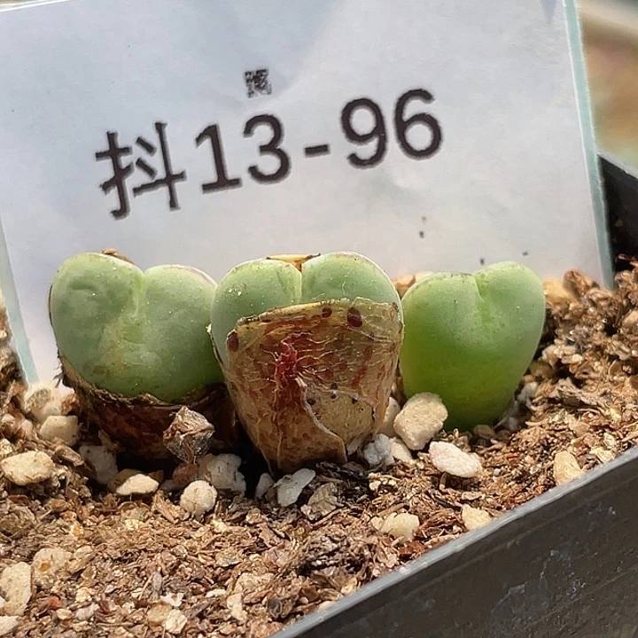 13-96将多肉植物肉锥