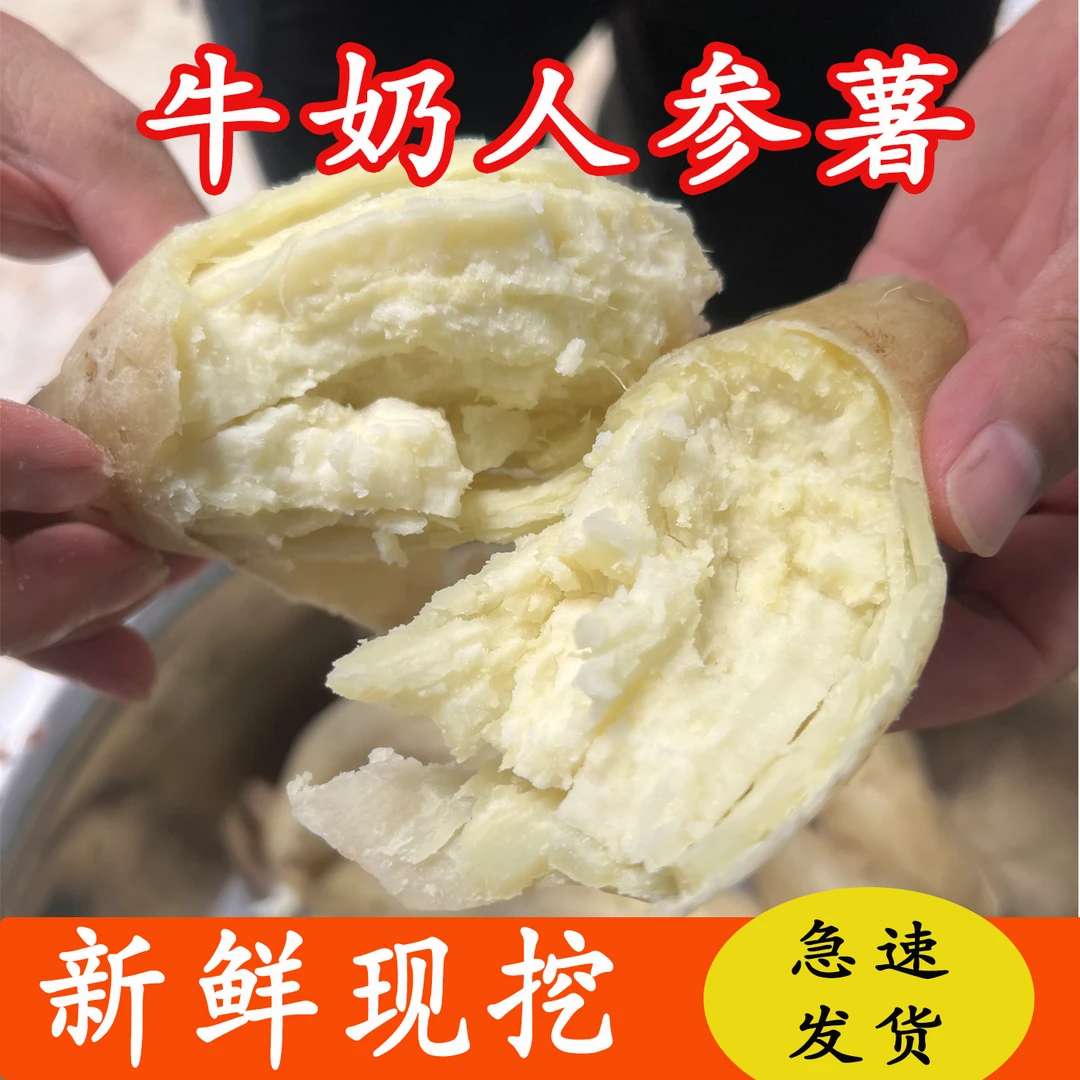 正宗白皮人参薯粉面香甜新鲜现挖白心牛奶板栗薯农家红薯番薯地瓜