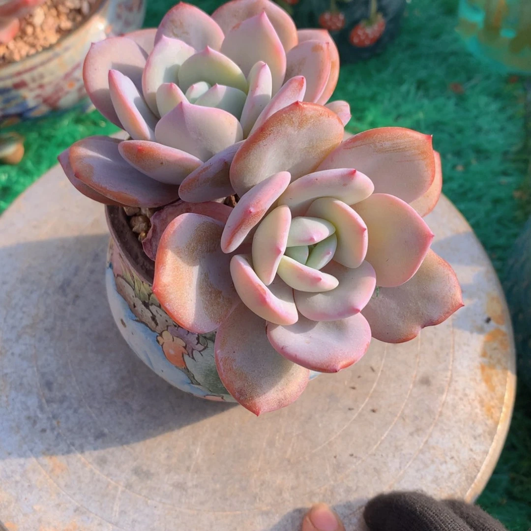 妞*奶茶一物一拍