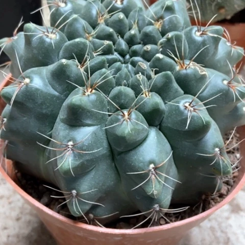 分哦花玉仙人球12米仙人球