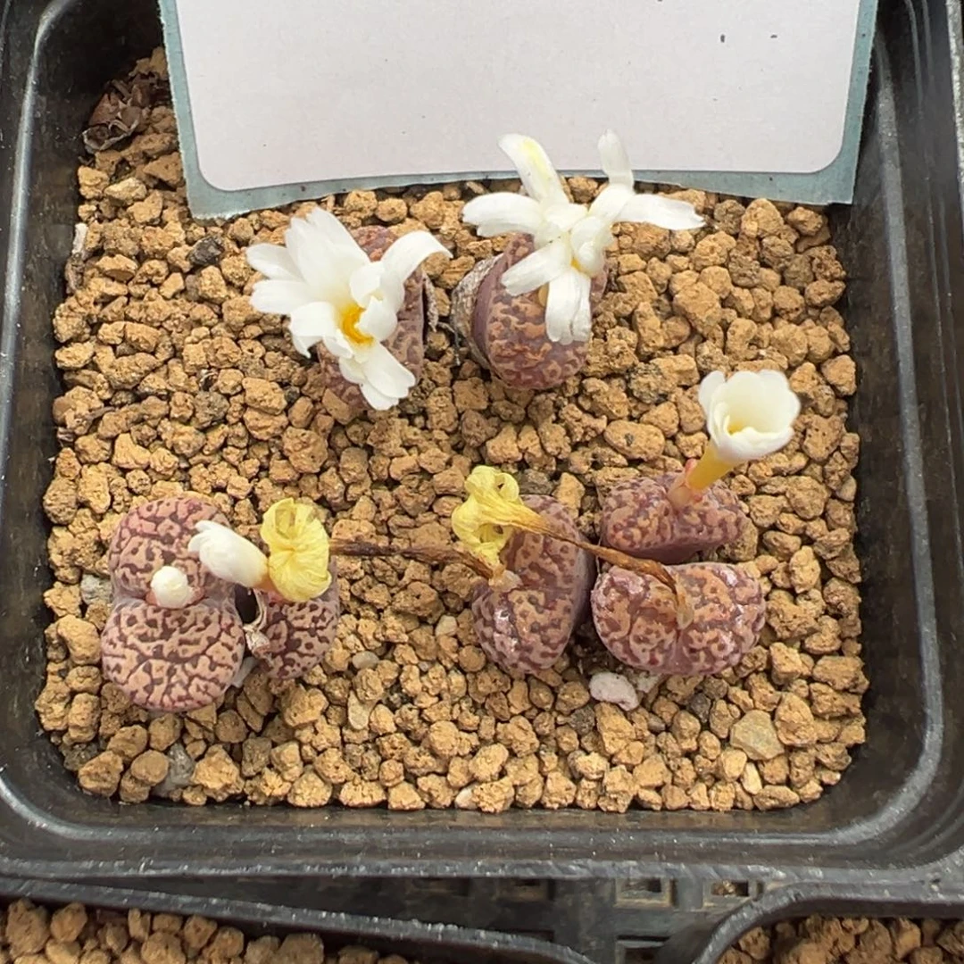 10-181肉锥多肉植物