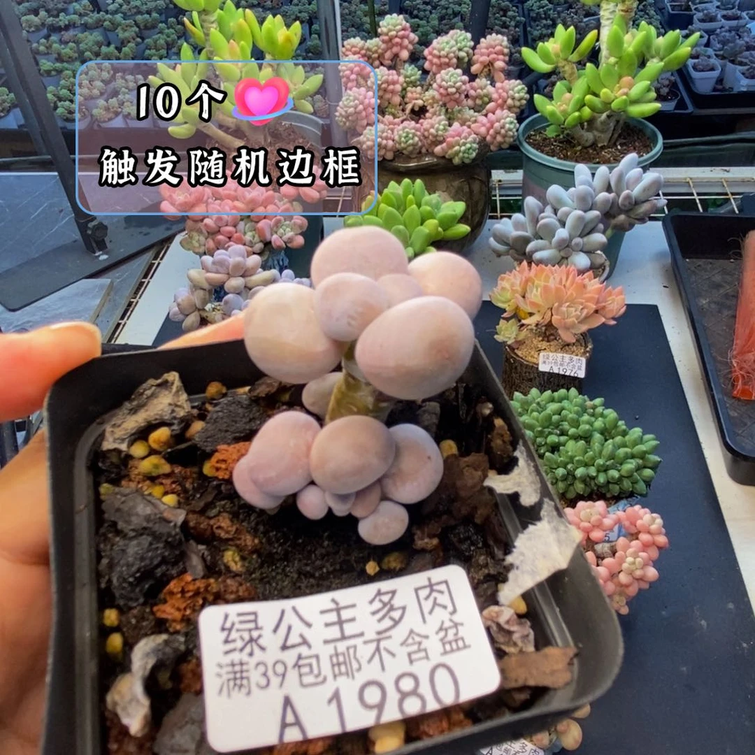 980橙奶多肉肉2cm