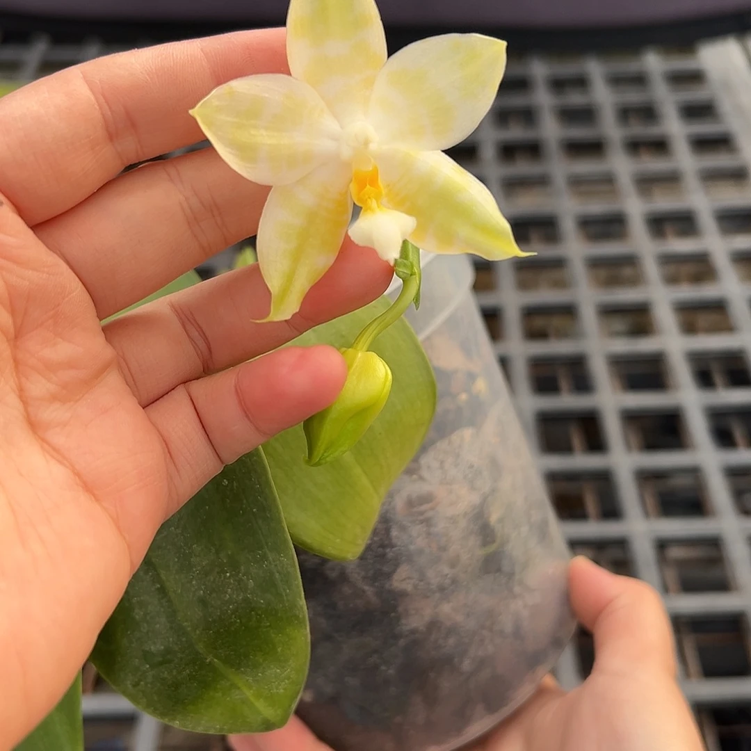 完全开放4.5寸路，绿巨人