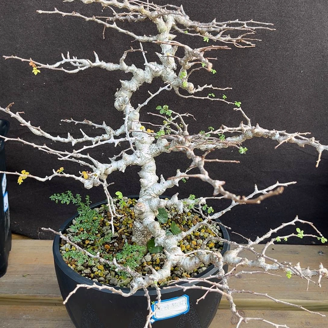 汤圆植物念珠橄榄