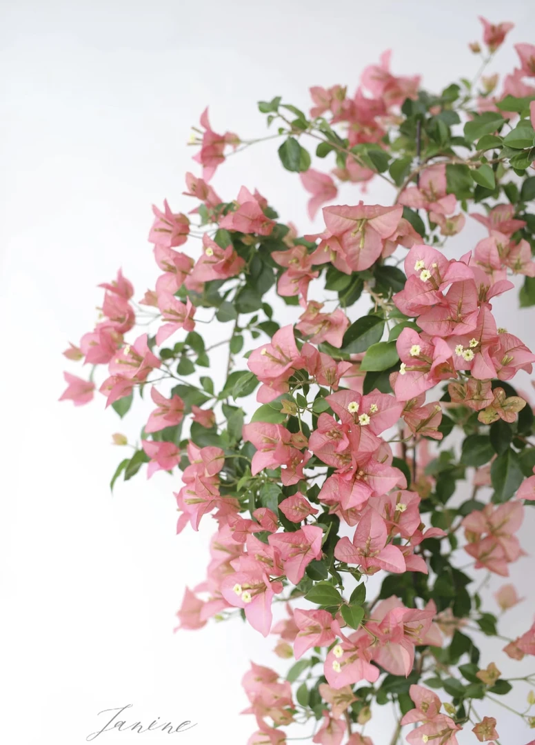 三角梅四季开花一物一拍