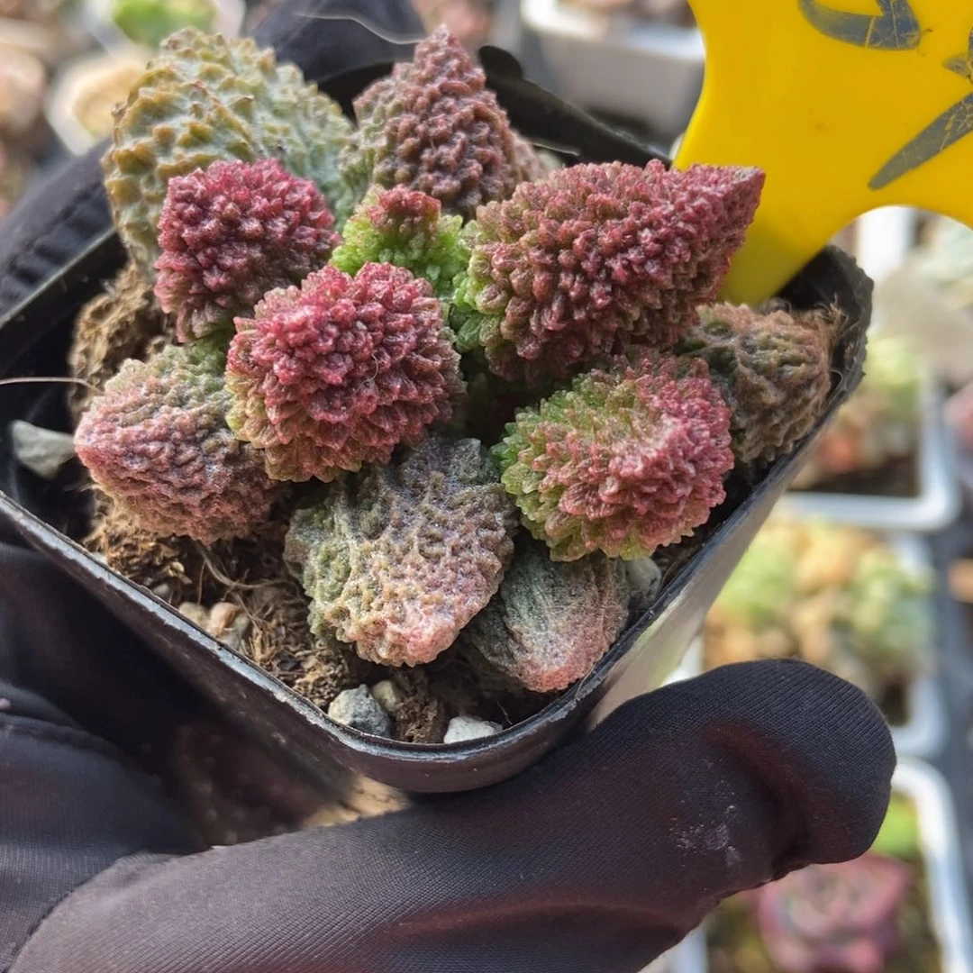 854朱子玉多肉植物保护