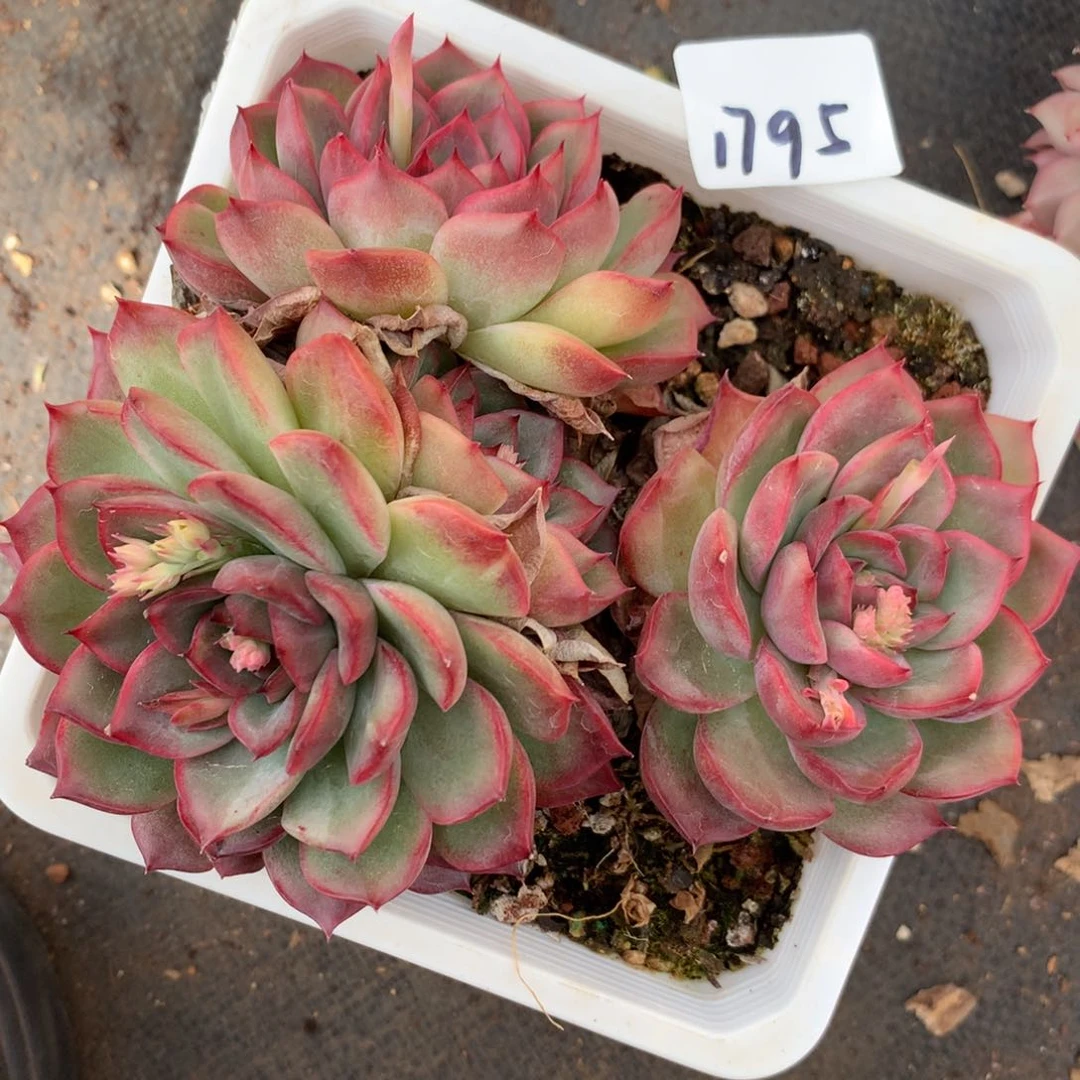 1795杂交多肉老桩